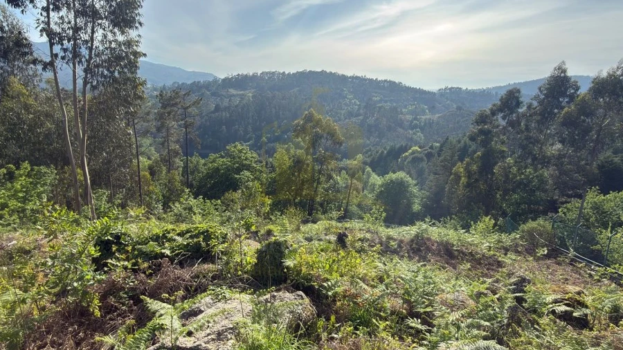 Terreno para Venda em Rossas