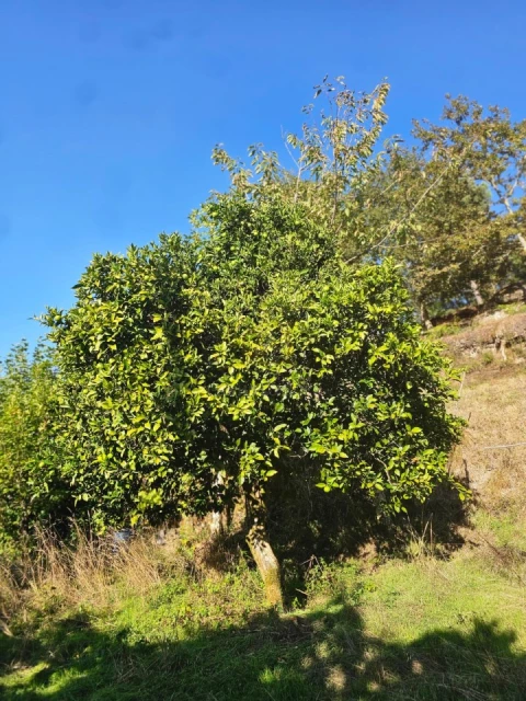 Moradia T2 para Venda em Cantelães