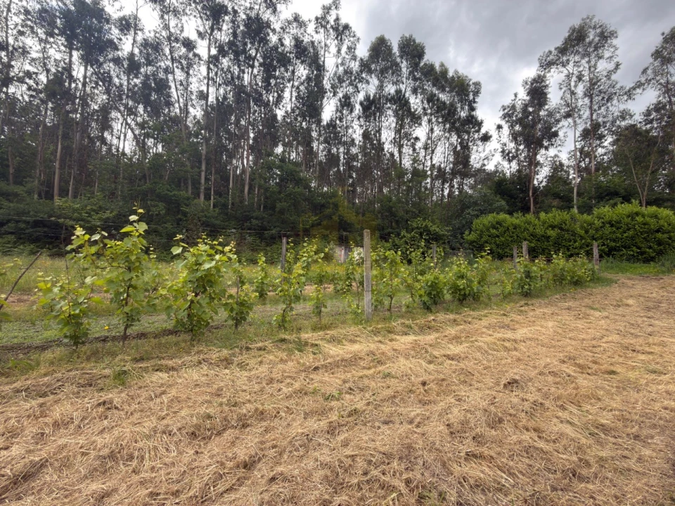 Terreno para Venda em Taide Foto 4