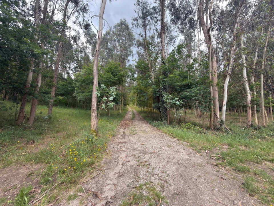 Terreno para Venda em Taide Foto 12