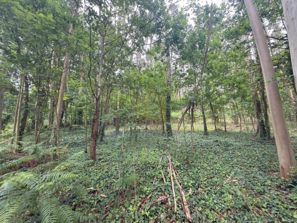 Terreno para Venda em Taide Foto 14