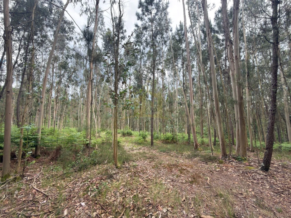 Terreno para Venda em Taide Foto 15