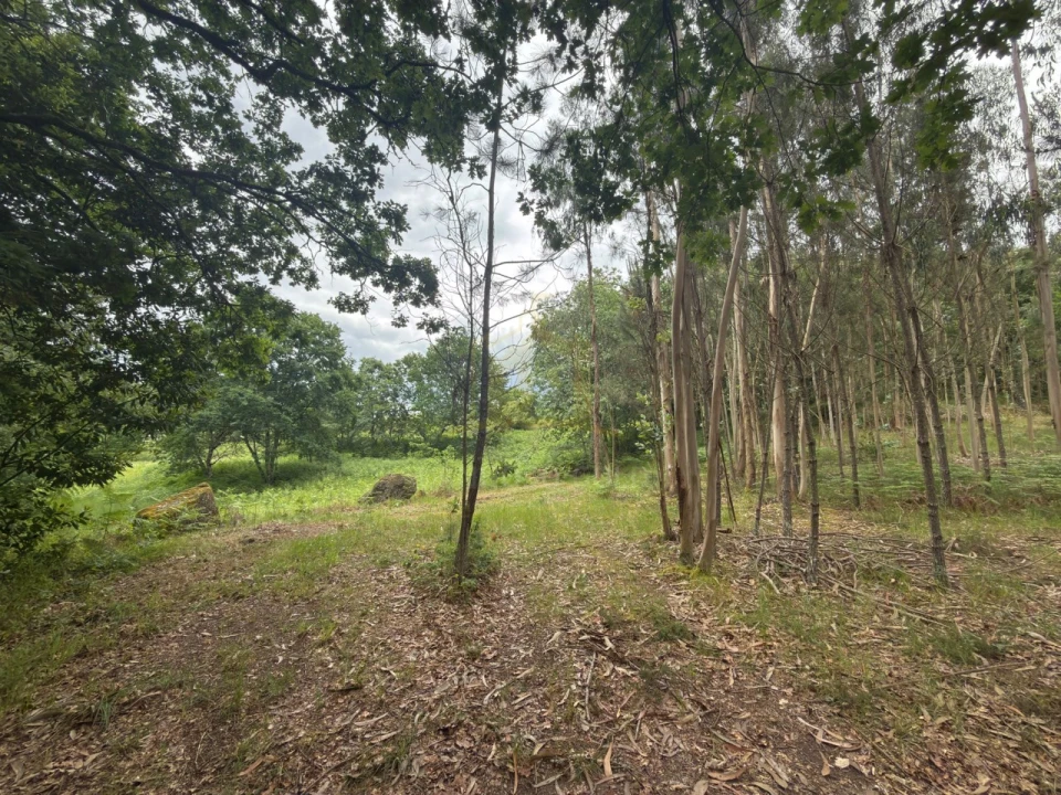 Terreno para Venda em Taide Foto 17