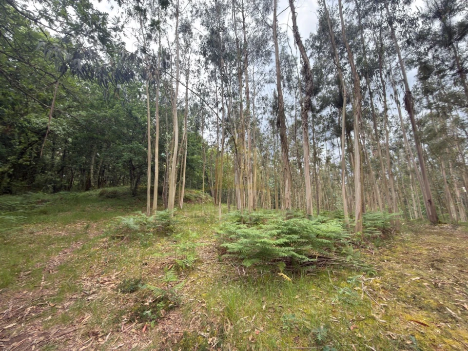 Terreno para Venda em Taide Foto 18