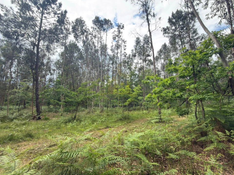 Terreno para Venda em Taide Foto 19