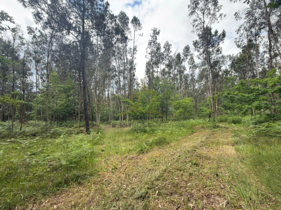 Terreno para Venda em Taide Foto 20