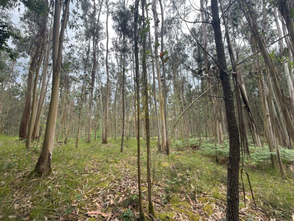 Terreno para Venda em Taide Foto 21