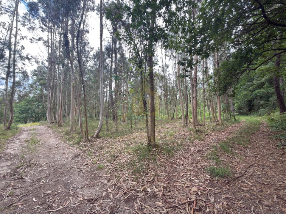 Terreno para Venda em Taide Foto 22