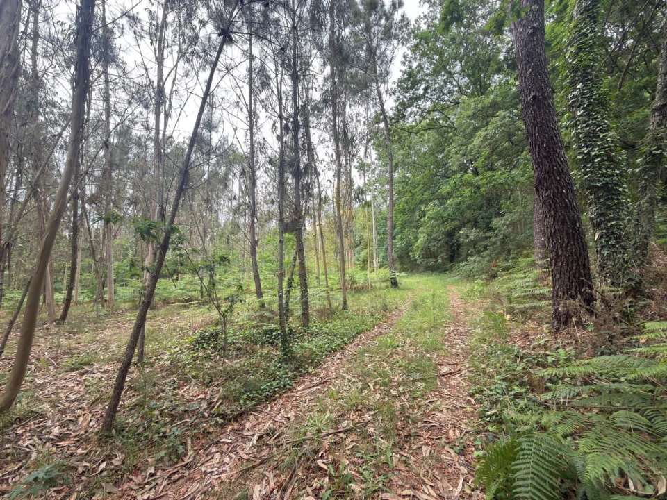Terreno para Venda em Taide Foto 23