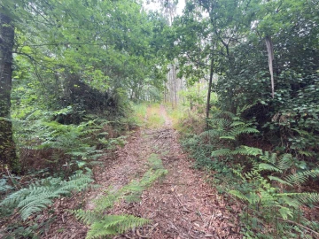 Terreno para Venda em Taide