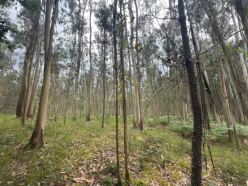 Terreno para Venda em Taide