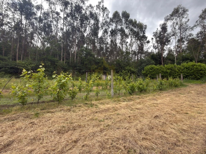 Terreno para Venda em Taide Foto 4