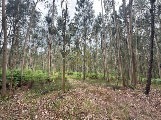 Terreno para Venda em Taide Foto 15