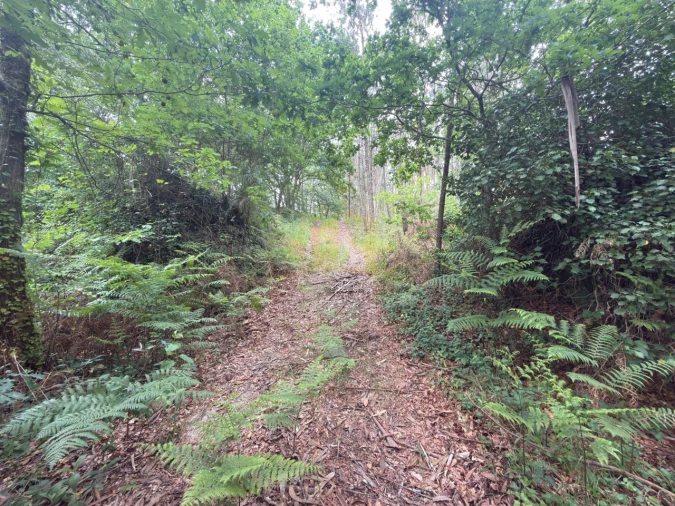 Terreno para Venda em Taide Foto 16