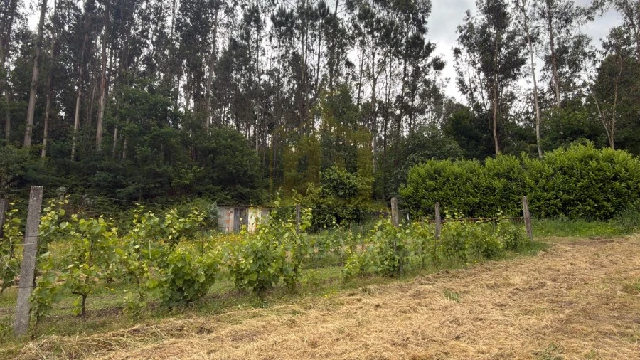 Terreno para Venda em Taide