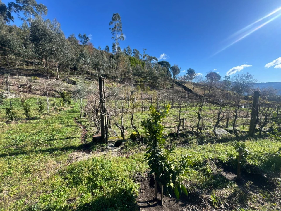Terreno para Venda em Travassos Foto 2
