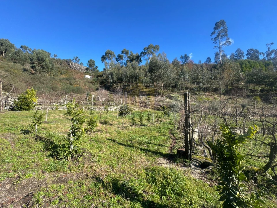 Terreno para Venda em Travassos Foto 3