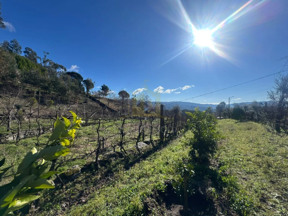 Terreno para Venda em Travassos Foto 5