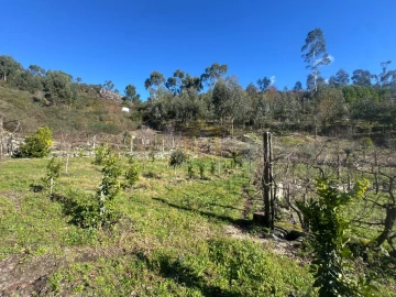 Terreno para Venda em Travassos
