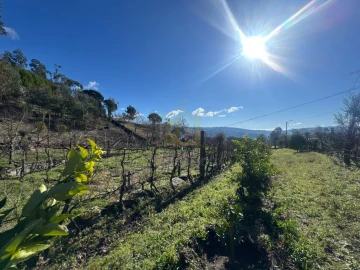 Terreno para Venda em Travassos