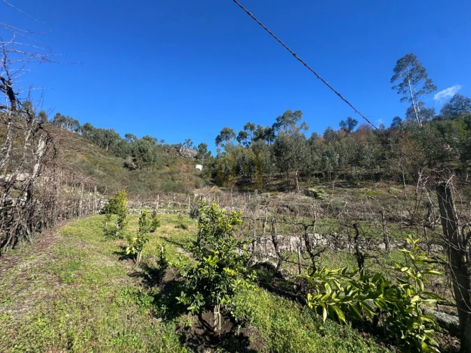 Terreno para Venda em Travassos Foto 6
