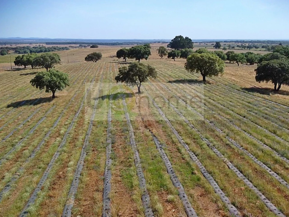 Terreno para Venda em Santiago do Escoural Foto 16