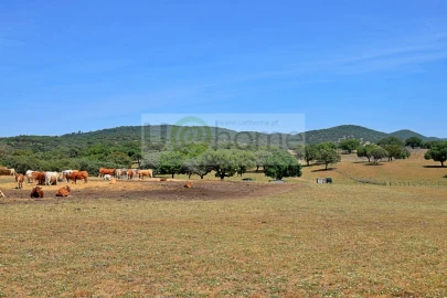 Terreno para Venda em Santiago do Escoural