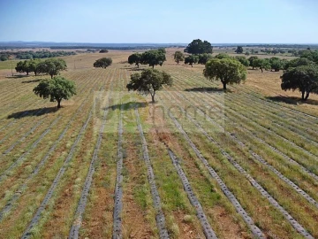 Terreno para Venda em Santiago do Escoural