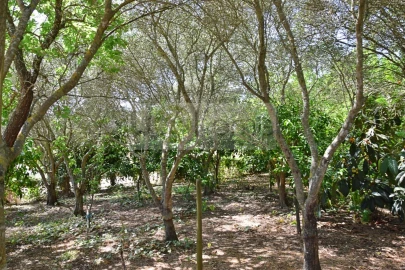 Terreno para Venda em Santiago do Escoural
