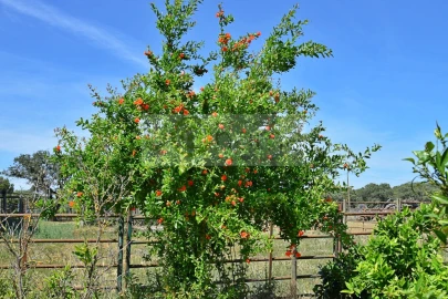 Terreno para Venda em Santiago do Escoural
