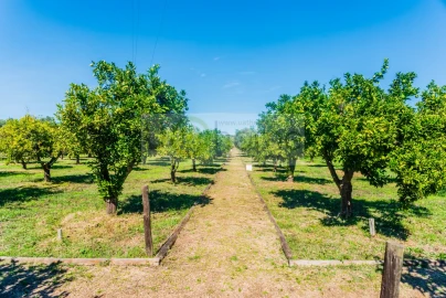 Quinta T13 para Venda em Monsaraz