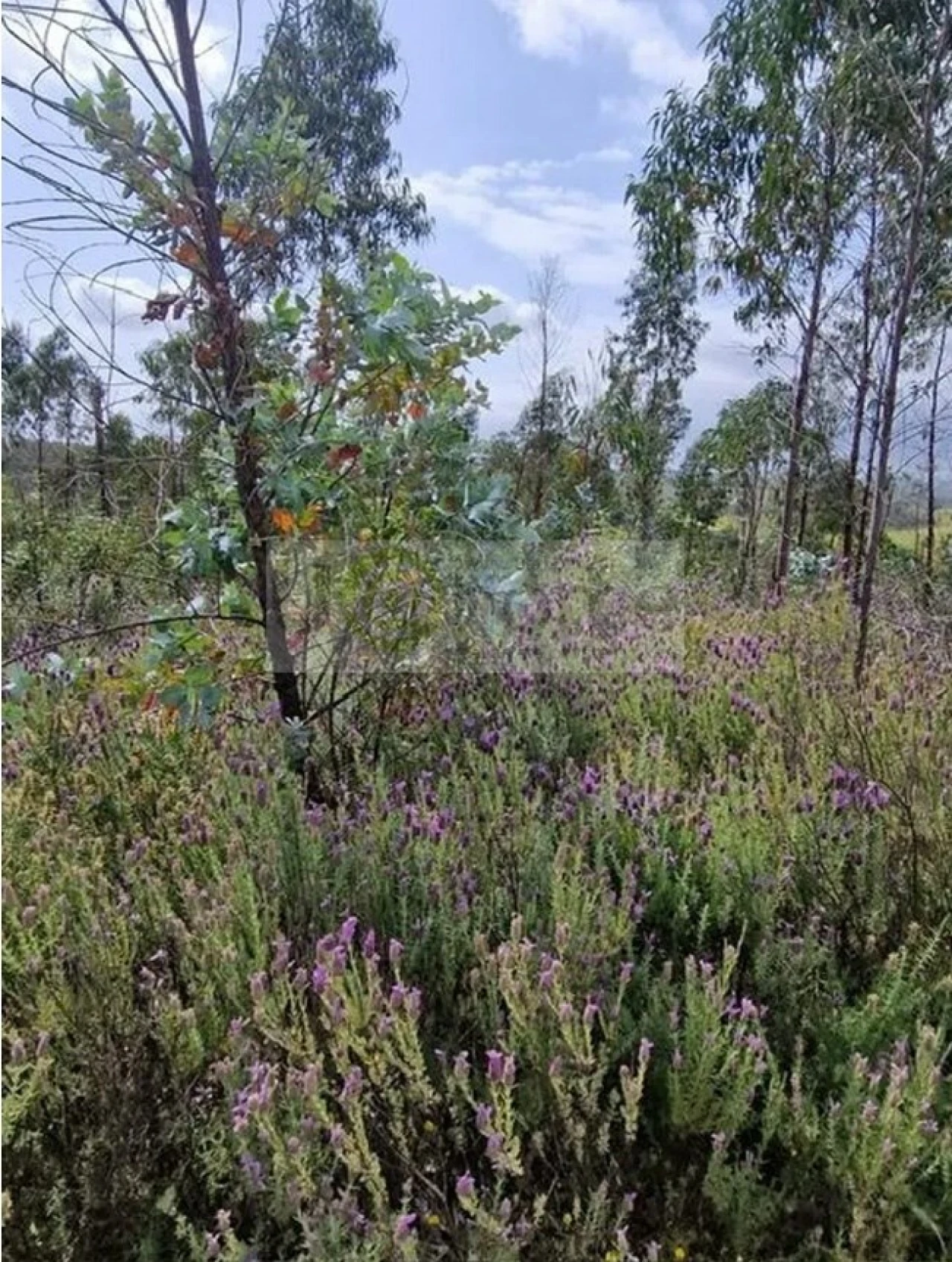 Terreno para Venda em Portimão Foto 21