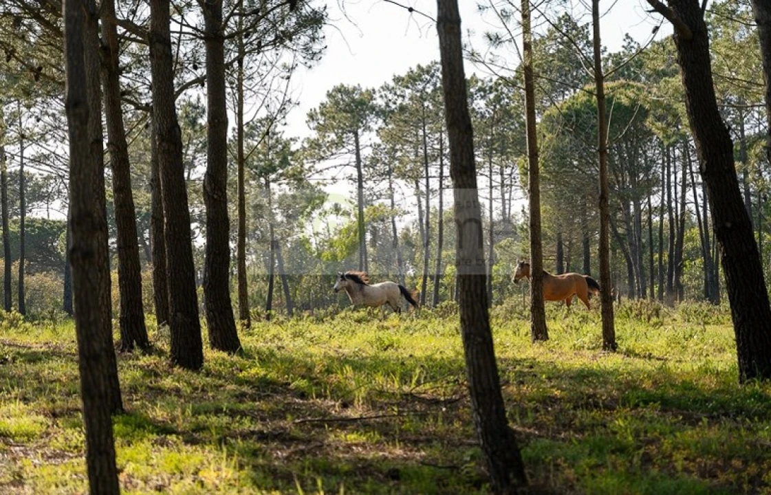 Quinta T4 para Venda em Vila do Bispo e Raposeira Foto 16
