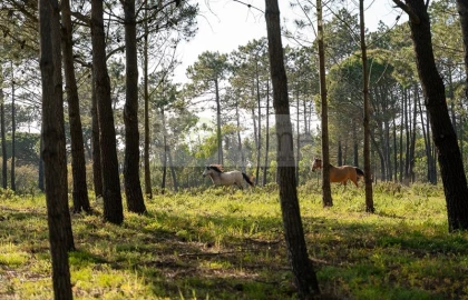 Quinta T4 para Venda em Vila do Bispo e Raposeira