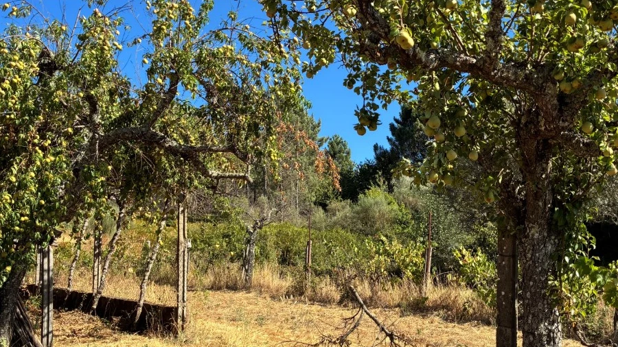 Terreno Agricola ou Rústico para Venda em Paul