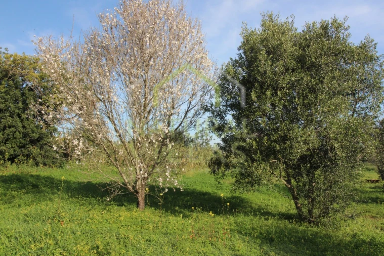 Terreno Agricola ou Rústico para Venda em Faro (Sé e São Pedro) Foto 4