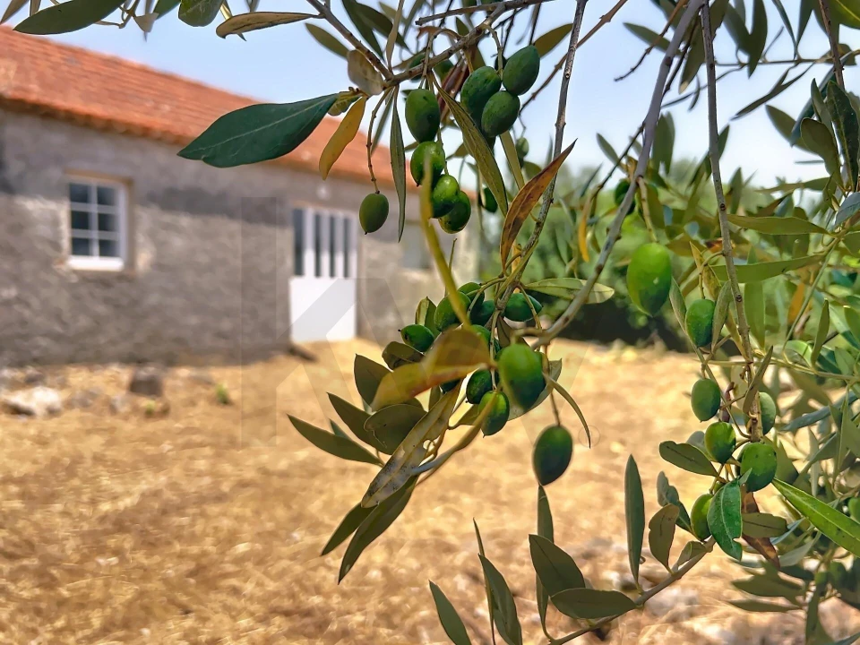 Terreno para Venda em Evora de Alcobaça Foto 4