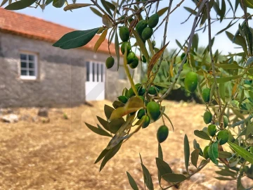 Terreno para Venda em Evora de Alcobaça