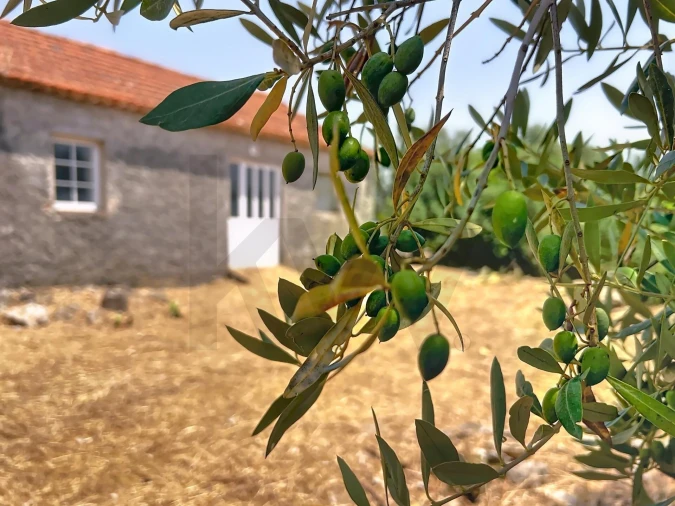 Terreno para Venda em Evora de Alcobaça Foto 4