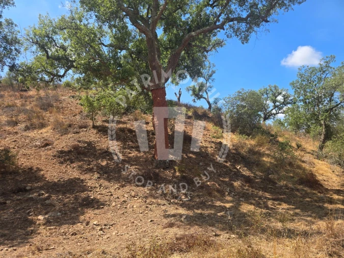 Quinta para Venda em Santiago do Cacém, Santa Cruz e São Bartolomeu da Serra Foto 12