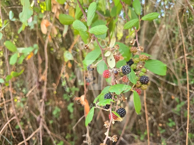 Quinta para Venda em Santiago do Cacém, Santa Cruz e São Bartolomeu da Serra Foto 16