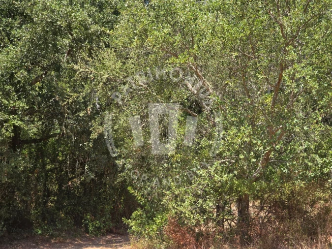 Quinta para Venda em Santiago do Cacém, Santa Cruz e São Bartolomeu da Serra Foto 18
