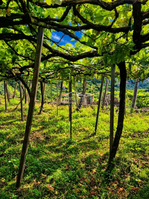 Terreno para Venda em Ponta Delgada
