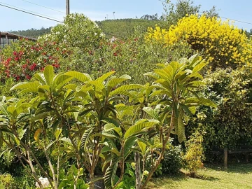 Moradia T4 para Venda em Almalagues