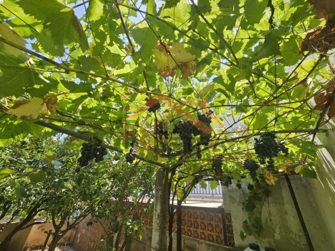 Moradia T3 para Venda em Bombarral e Vale Covo Foto 43