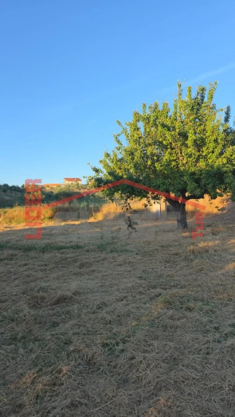 Terreno para Venda em Suçães