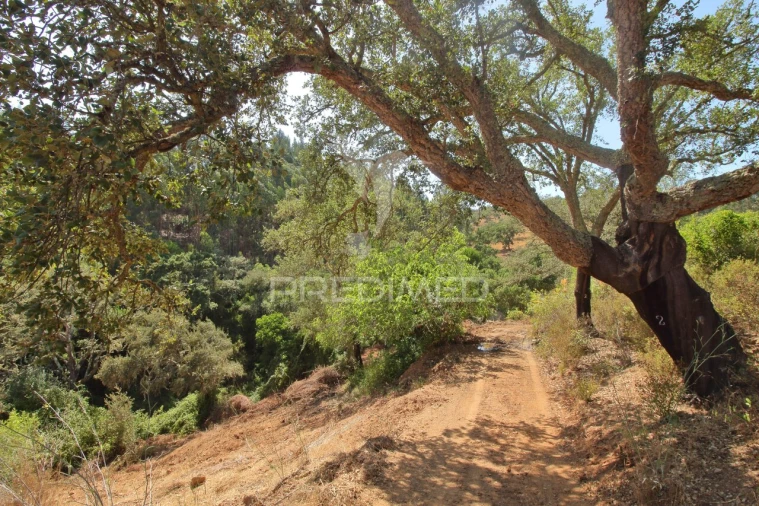 Quinta T3 para Venda em São Salvador e Santa Maria Foto 13