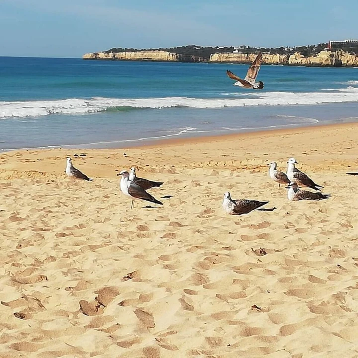 Terreno para Venda em Alcantarilha e Pêra Foto 7