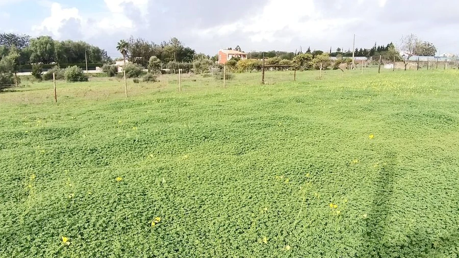Terreno para Venda em Alcantarilha e Pêra