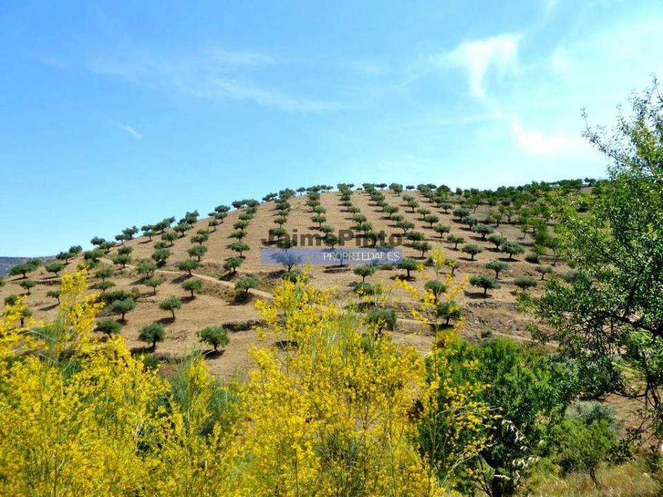 Terreno Agricola ou Rústico para Venda em Escalhão Foto 1